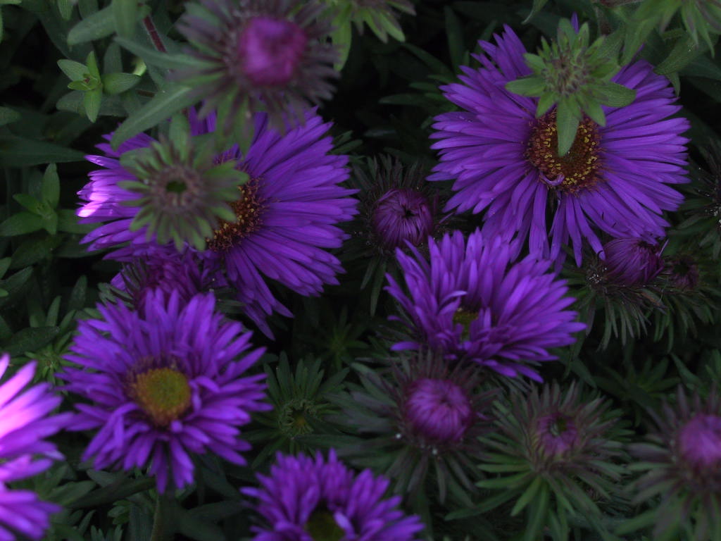 Aster novae-angliae Purple Dome Macro.jpg